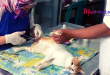 Sterilisasi Kucing Perspektif Bioetika